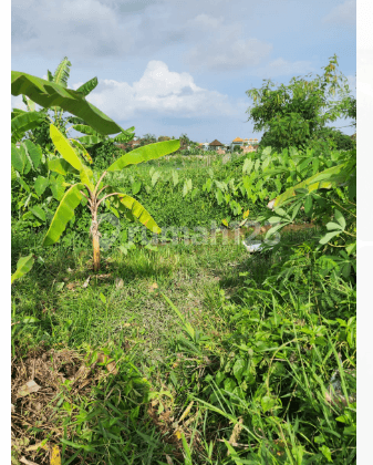 Tanah di Jl. Kedampang Kerobokan Kelod Kuta Utara Badung Bali
, Badung
