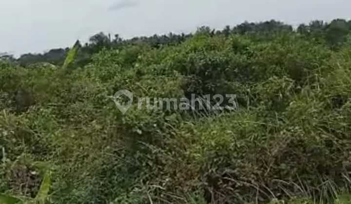 Tanah 100 Hektar Multifungsi Cikeusik Pandeglang