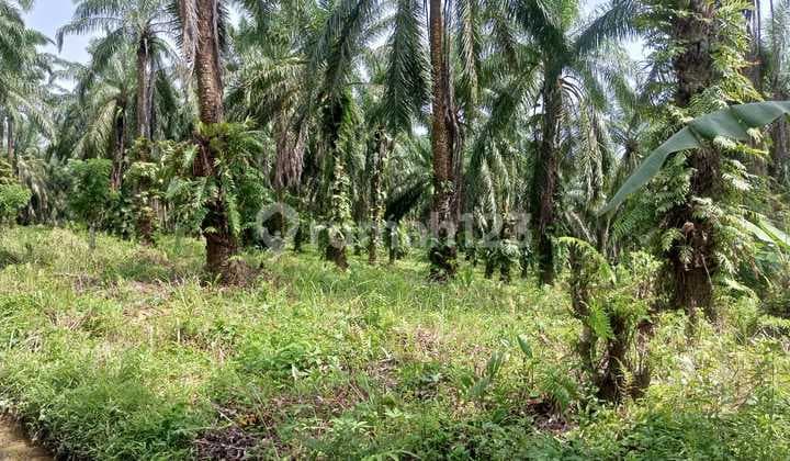 100 Hectares of Land in Cikeusik, Pandeglang, Negotiable.
