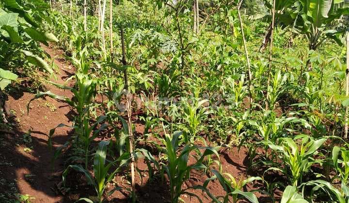 Tanah untuk Tanaman Palawija atau Ternak Ayam di Soreang Cipatik