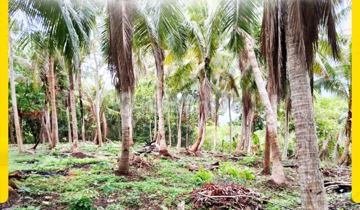 Di Jual Tanah di Kemujan, Kemujan, Karimunjawa, Wonogiri