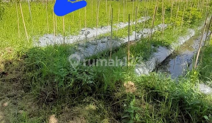 For Sale Global Land Close To The Central Area Villa And Beautiful View