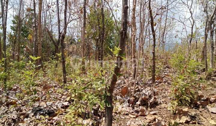 For Sale Flat Land With Ocean View Near Pepito