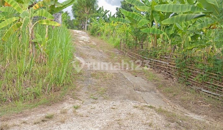 For sale good land close to central Lovina and Pepito