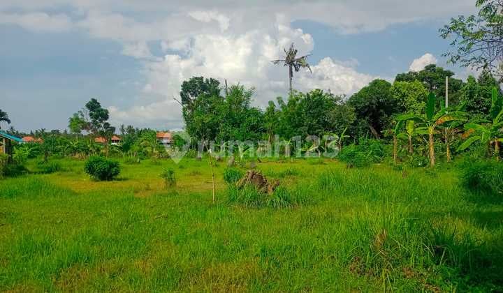 For Sale 28 Are Flat Land On Tropical Area And Close To Central Lovina