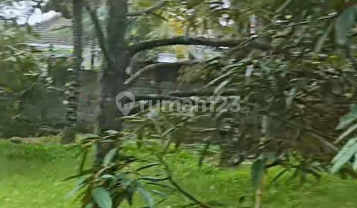 For sale land already have Wall around and 20 durian tree ready to harvest view ricefield good for private villa