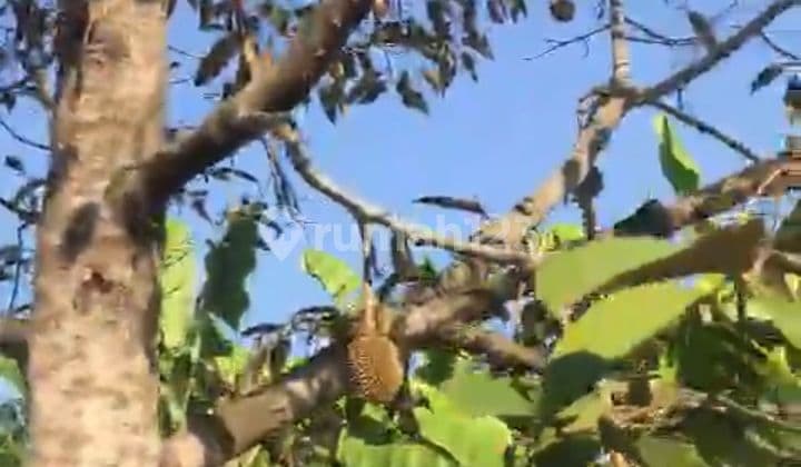 For Sale Land Already Have Durian And Manggis And Good For Making Villa