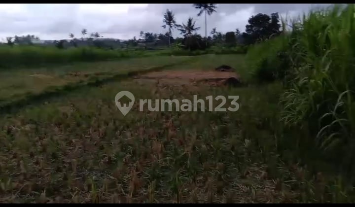 Di Jual Sawah Bagus Buat Pertanian Dan Invetasi