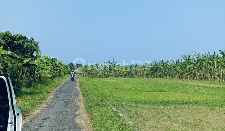 For Sale Land Good For Building Villa And Homestay Near Lovina Central