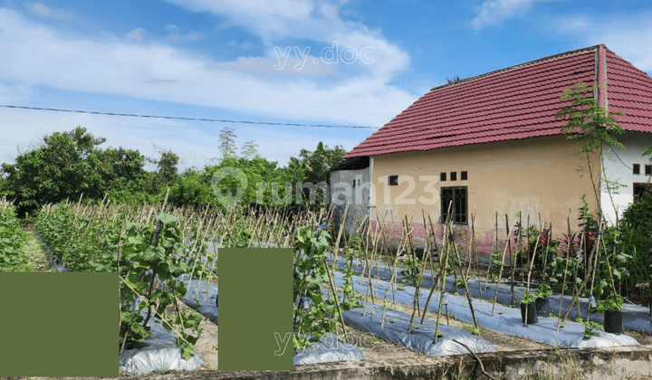 Dijual Tanah Luas Harga Terjangkau di Penajam