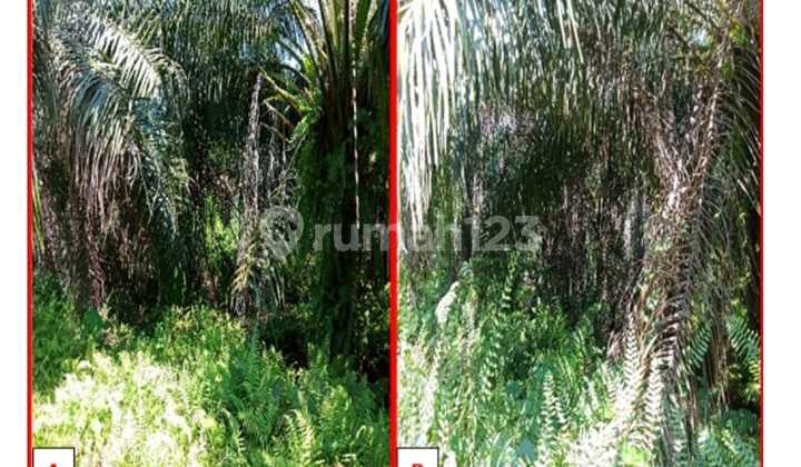 Kebun Kelapa Sawit di Pali Sumatera Selatan