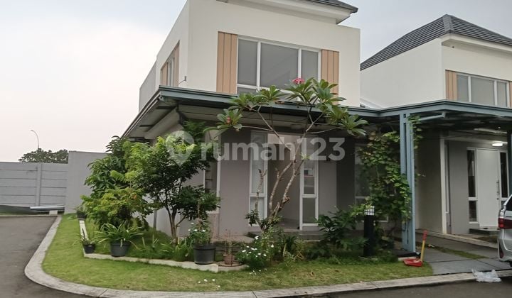 Cluster Canna Paramount Petals