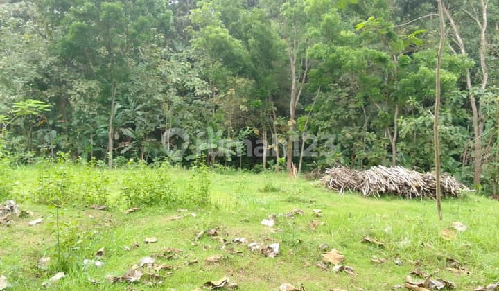 Tanah Kaliwungu Ampel Cocok Untuk Invest Resto Dan Agro Wisata