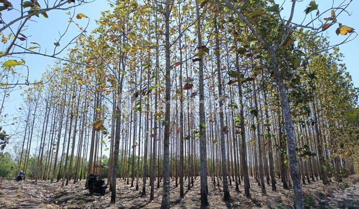 Dijual Tanah Pekarangan di Giriwoyo, Wonogiri