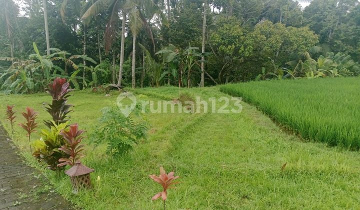 Tanah Murah Vew Hutan Sungai Sawah Diubud