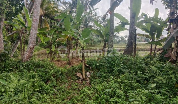 Tanah Kontrakan Area Ubud 5 Mnt Menuju Center ITR Kuning