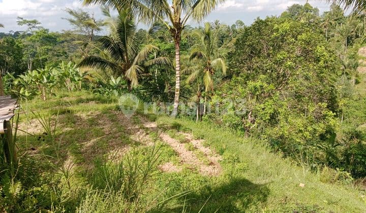 Tanah Murah Vew Hutan Lembah Lokasi Tenang Diubud