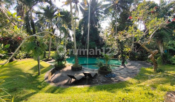 Villa view jungle ubud
