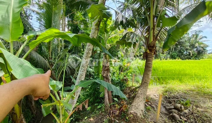 Tanah Pejeng Kangin Dekat Hosinoya Dan Empaty Scholl