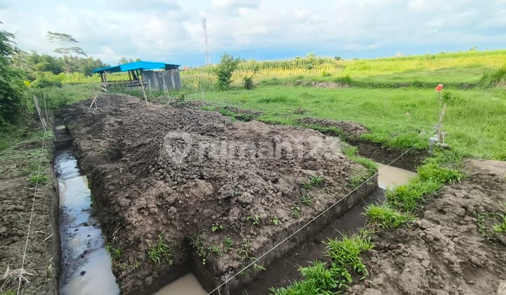 Di Jual Tanah 2 Are View Nice Sawah Dan Gunung