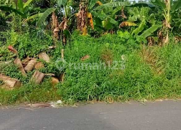Tanah Singapdu View Sawah Dan Gunung