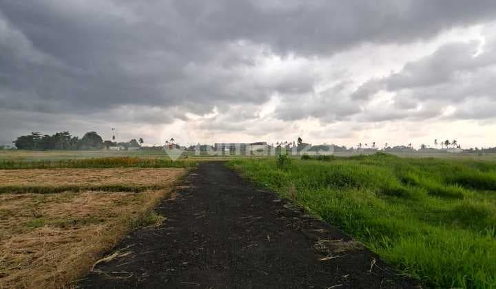 Di Sewakan Tanah Lokasi Buduk Mengwi Badung Baliluas Tanah 2 Are