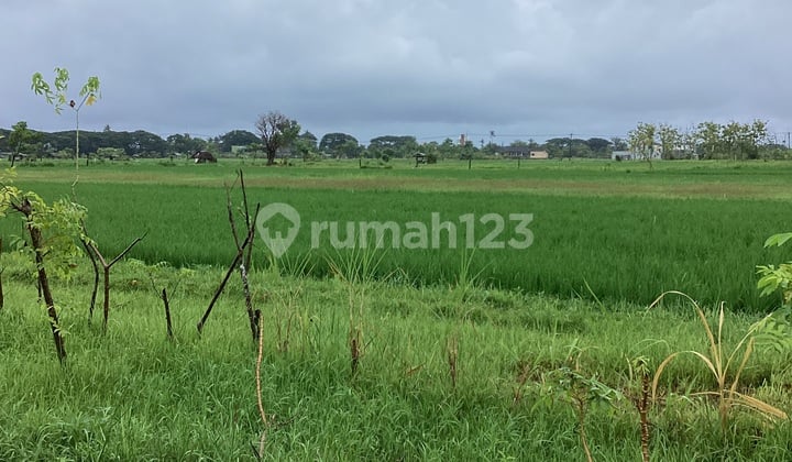 TANAH LEASE HOLD LOVINA SIAP DI BANGUN