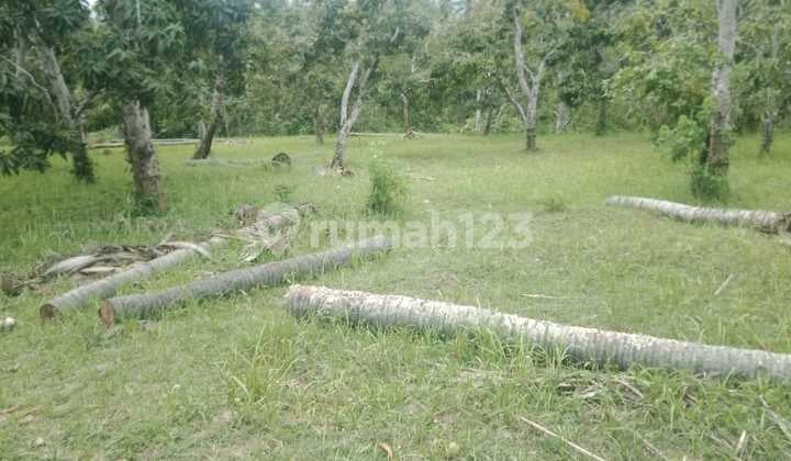 _dijual Tanah Tegalan Berlokasi Di Desa Bengkala Kubu Tambahan Singaraja.