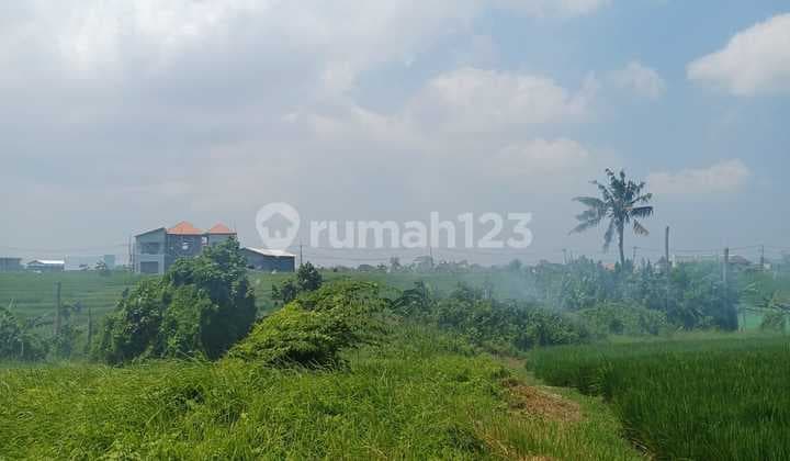 Di sewakan tanah 8 Are lokasi cemagi