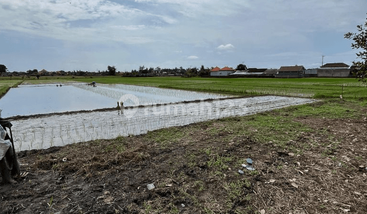Tanah Dusun Dualang Kaba-Kaba Tabanan