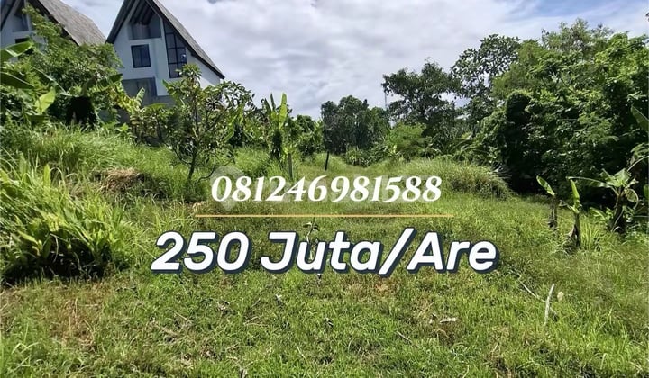 For Sale Tanah Strategis Dekat Pantai Balian - Potensi Villa & Investasi Pariwisata