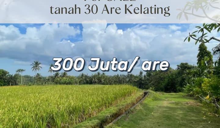Tanah Investasi View Sawah & Jungle - Dekat Pantai Kelating, Tabanan