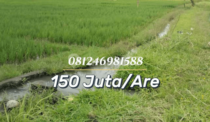 Productive Rice Field 20.5 Ares in Kaba-Kaba - Strategic Investment in Green Zone