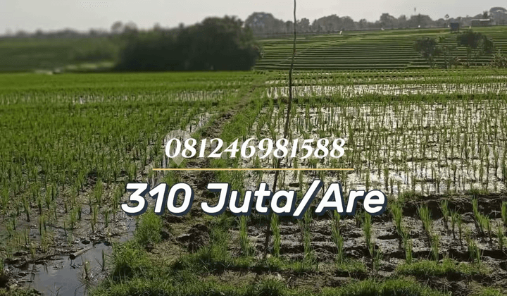For Sale Sawah Premium Sunset View - Investasi Terbaik di Canggu, Bali