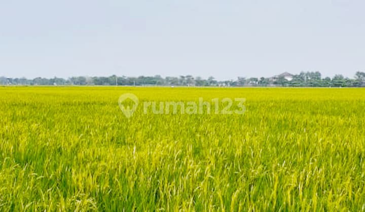 Dijual Kavling Sawah Aktif di Desa Plawad Karawang Timur