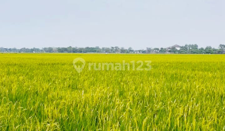Dijual Kavling Sawah Aktif di Desa Plawad Karawang Timur