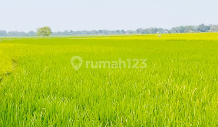 Dijual Kavling Sawah Aktif di Desa Plawad Karawang Timur