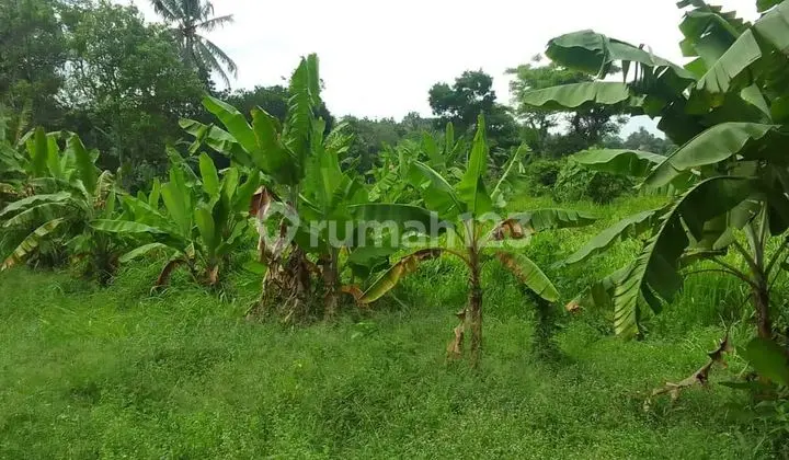 JUAL CEPAT TANAH DI KP PICUNG, DESA PEMATANG, TIGA RAKSA