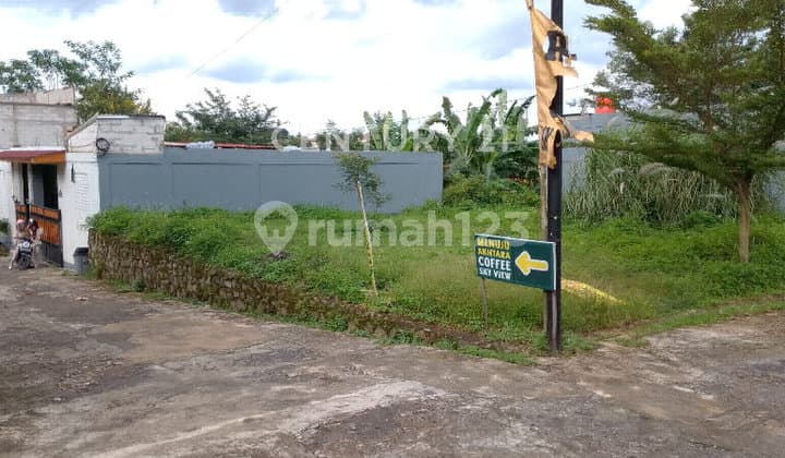 Tanah Hook (Ngantong)Di Area Unnes Semarang