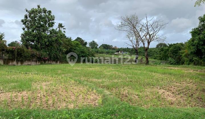 Tanah View Rice Fields Pererenan Location