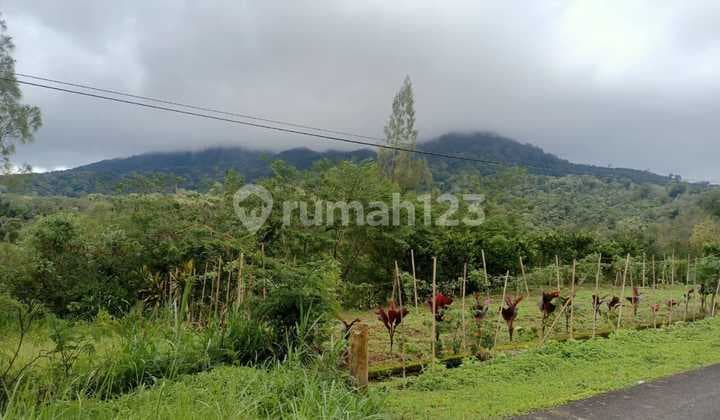 Dijual Tanah Buc Pinggir Jalan Utama Kintamani Barat
