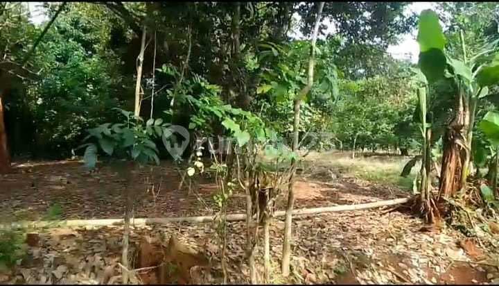 Dijual Tanah di Desa Ciruluk Purwadadi Subang