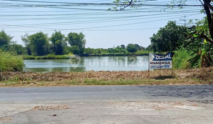 Jual cepat tanah 0 jalan Raya Morowudi Cerme 1,3Ha