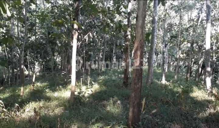 Cheap Land Bonus Teak and Sengon Trees Ready for Harvest