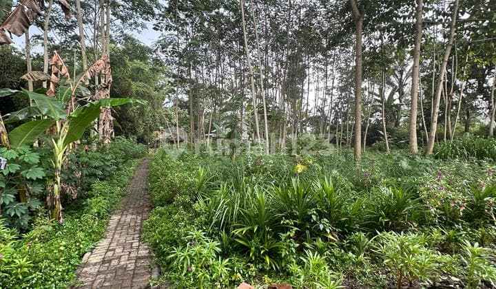 Tanah Bonus Pohon Sengon Siap Panen Dekat Bandara