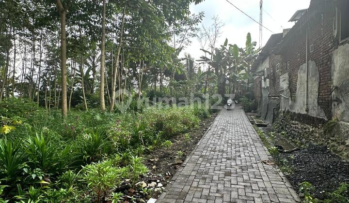 Tanah Bonus Pohon Sengon Siap Panen Dekat Bandara