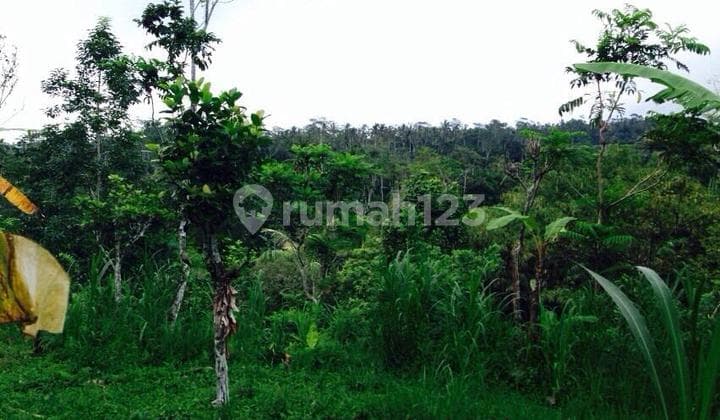 Dijual Tanah Luas View Sungai di Tegalalang Ubud Gianyar Bali
