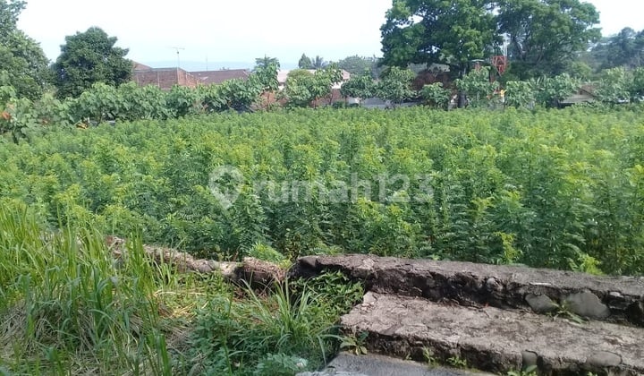 Lahan luas 20,630 sqmtr Cibadak Sukabumi - terdiri dari 10,000 sqmtr Pohon Vanili ( buat export ) sisanya 10,530 sqmtr bisa dibangun Villa dengan tanaman kekinian / bunga potong untuk export.