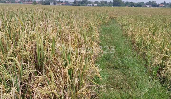 Dijual Tanah di Pabuaran, Subang