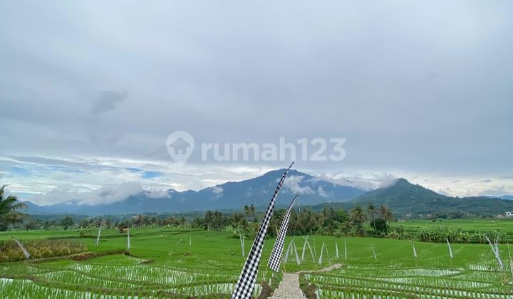 Tanah Sawah 400 Meter Akses Mobil Masuk